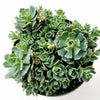 Sedum Pachyclaudos “White Diamond”