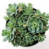 Sedum Pachyclaudos “White Diamond”