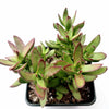 Crassula rubricaulis 'Butterfly Bush'