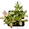 Crassula rubricaulis 'Butterfly Bush'