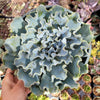 Echeveria 'Blue Frills'