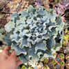 Echeveria 'Blue Frills'