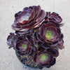 Aeonium 'Voodoo' - Giant Red Aeonium