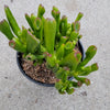 Crassula ovata 'ET's Fingers' Jade