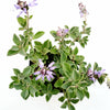 Plectranthus neochilus - Lobster Flower
