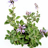 Plectranthus neochilus - Lobster Flower