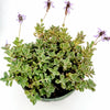 Plectranthus neochilus - Lobster Flower