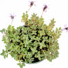 Plectranthus neochilus - Lobster Flower