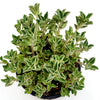 Plectranthus neochilus - Lobster Flower
