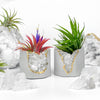 Raw CLEAR QUARTZ GEODE PLANTER