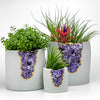 N°5 AMETHYST AURA PLANTER