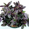 Tradescantia pallida 'Pale Puma' Wandering Dude