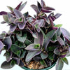 Tradescantia pallida 'Pale Puma' Wandering Dude