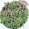 Sedum dasyphyllum 'Corsican Stonecrop'