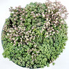Sedum dasyphyllum 'Corsican Stonecrop'