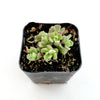 Sedum versadense Korean Succulent