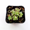 Sedum versadense Korean Succulent