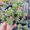 Sedum rubrotinctum 'Aurora' Pink Jelly Bean