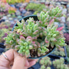 Sedum rubrotinctum 'Aurora' Pink Jelly Bean