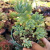 Sedum pachyphyllum 'Jelly Beans'