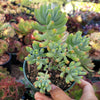 Sedum pachyphyllum 'Jelly Beans'
