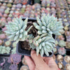 Sedeveria 'Silver Frost'