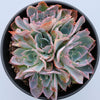 Echeveria 'Neon Breakers'
