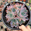 Echeveria 'Neon Breakers'