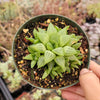 Haworthia retusa f. geraldii 'Star Cactus'