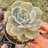 Graptoveria 'Lovely Rose'