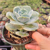 Graptoveria 'Lovely Rose'