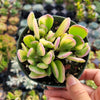 Senecio jacobsenii - Trailing Jade, Weeping Jade