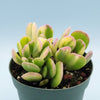 Senecio jacobsenii - Trailing Jade, Weeping Jade