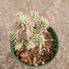 Variegated Corn Cob Cactus Euphorbia mammillaris