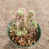 Variegated Corn Cob Cactus Euphorbia mammillaris