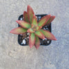 Sedum adolphii 'Firestorm'