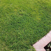 Ultimate Clover Lawn Mix: Low-Maintenance, Eco-Friendly Yard, MicroClover Lawn Seed – photo 6