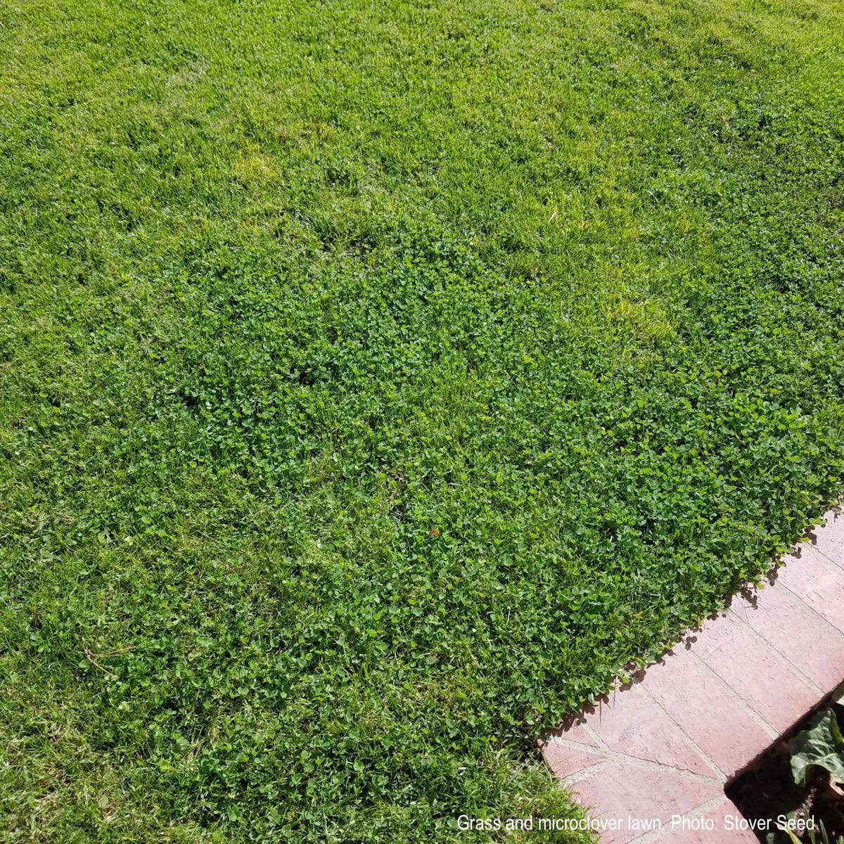 Ultimate Clover Lawn Mix: Low-Maintenance, Eco-Friendly Yard, MicroClover Lawn Seed – photo 6