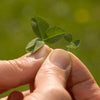 Microclover Alternative Lawn – photo 7