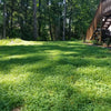 Ultimate Clover Lawn Mix: Low-Maintenance, Eco-Friendly Yard, MicroClover Lawn Seed – photo 3