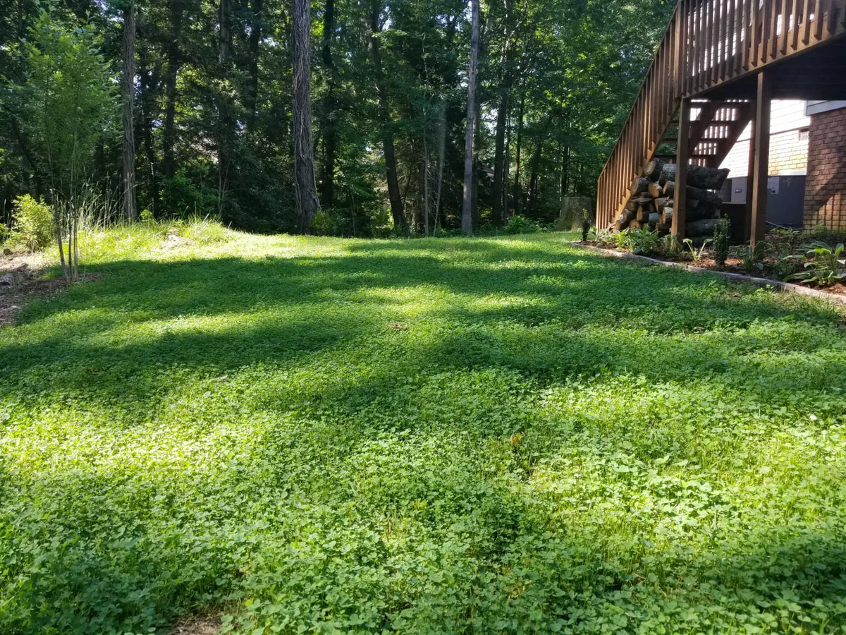 Ultimate Clover Lawn Mix: Low-Maintenance, Eco-Friendly Yard, MicroClover Lawn Seed – photo 3