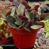 Crassula Pondo Cliff