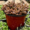 Graptosedum Alpenglow