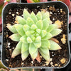 Echeveria Marcus