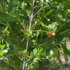 Maiden Berry (Crossopetalum rhacoma)