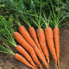 Carrots - Danver