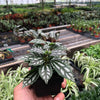 Pilea 'Aluminum'
