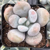 Moonstones Pachyphytum
