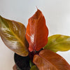 Philodendron 'Prince of Orange'