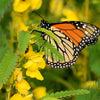 300 Yellow PARTRIDGE PEA (Sleeping Plant / Sensitive Pea) Chamaecrista Fasciculata Flower Seeds